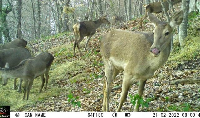 Aç kalan geyikleri elleriyle besliyorlar