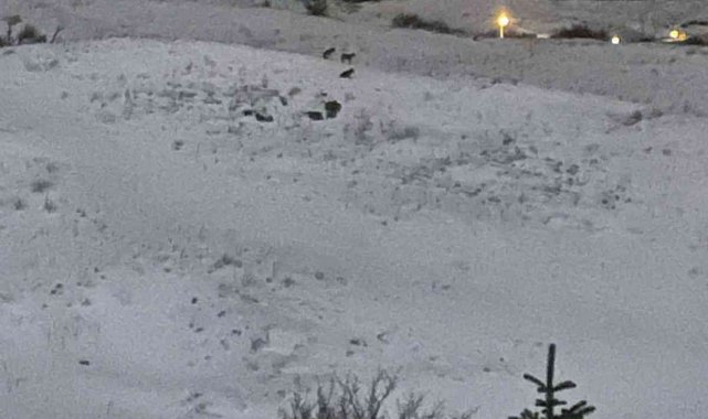 Aç kalan kurtlar yerleşim yerine yaklaştı