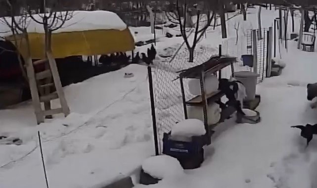 Aç kalan sokak köpekleri tavuklara saldırdı, o anlar güvenlik kamerasına yansıdı