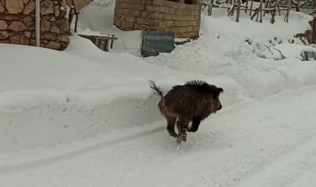 Aç kalan yaban domuzları ilçe merkezine indi