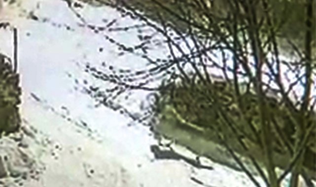 Aç kurt yavru köpeği böyle götürdü