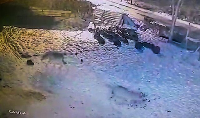 Aç kurtlar köye indi