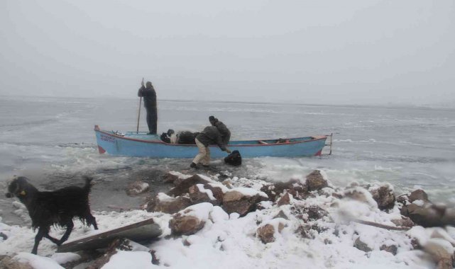 Adada mahsur kalan küçükbaş hayvanlar balıkçı tekneleriyle taşındı