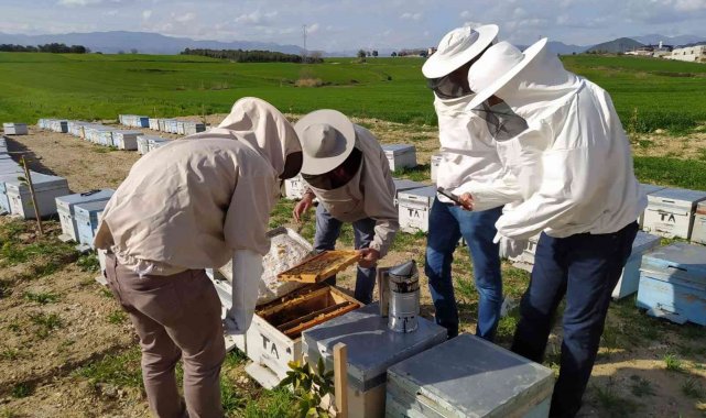 Adana&#039;daki arı ölümleri araştırılıyor