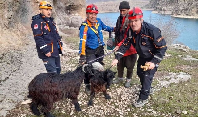AFAD ekipleri mahsur kalan keçileri kurtardı