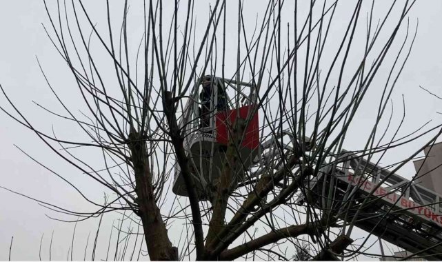 Ağaçta mahsur kalan kediyi itfaiye ekipleri kurtardı