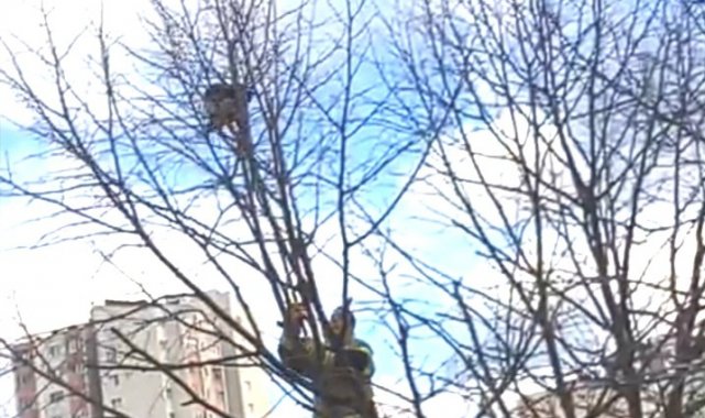 Ağaçta mahsur kalan talihsiz Kediyi itfaiye kurtardı