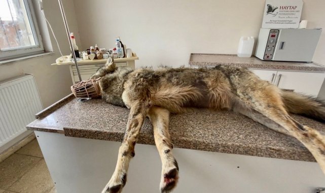 Ağrı'da kent merkezine inen kurt, belediye ekipleri tarafından yakalandı