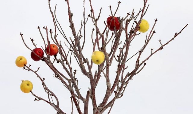 Aksaray'da ağaçlar meyvelendi