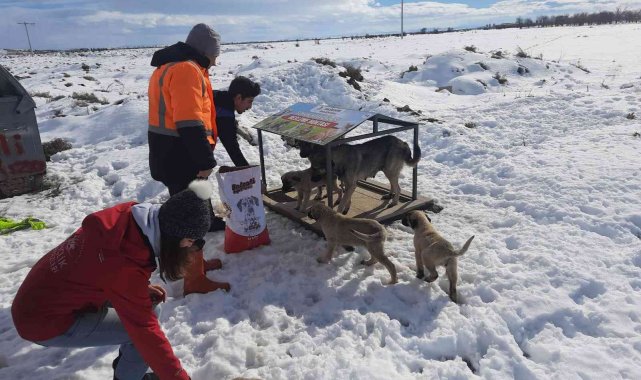 Akşehir&#039;de sahipsiz sokak hayvanları beslenmeye devam ediyor