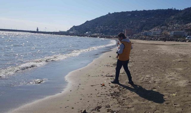 Alanya'da ağırlığı 2 ile 5 kilogram arasındaki deniz anaları sahile vurdu