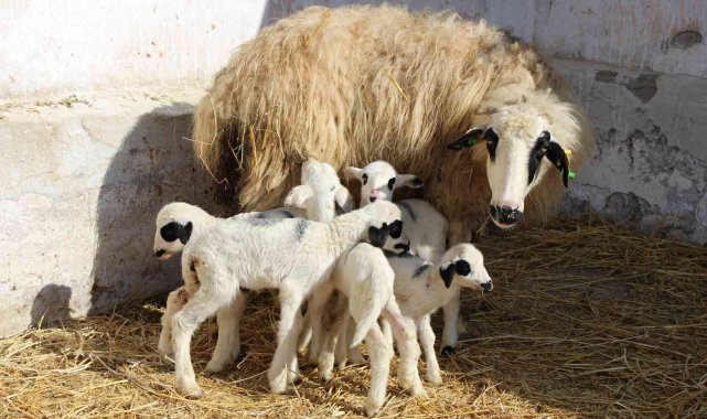 Amasya'da üç koyun beşiz yavruladı