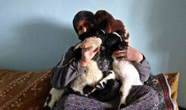 Anneleri ölen kuzulara bebek şefkati