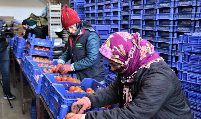 Antalya hallerinde işlem gören meyve Ocak ayında son 4 yılın ortalamasında