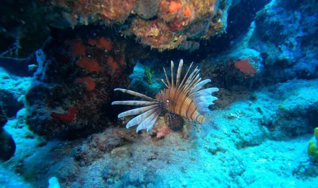 Antalya&#039;da deniz suyu soğudu, istilacı balık türleri kıyıyı terk ederek derine çekildi