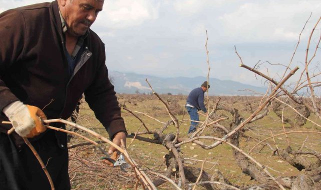Antep karası üzümünde budama mesaisi başladı