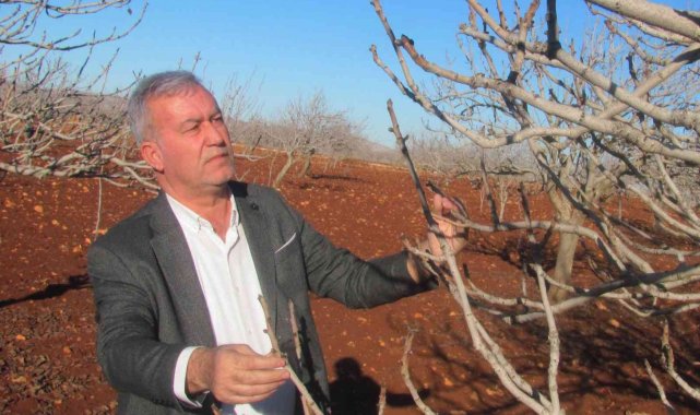 Araban Ovası suya doydu, çiftçilerin yüzü gülüyor