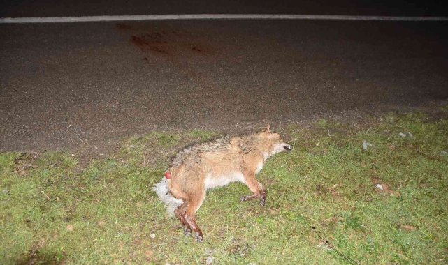 Aracın çarptığı tilki telef oldu