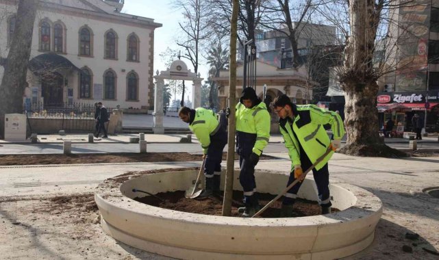 Asırlık çınarların yerine yenileri dikiliyor