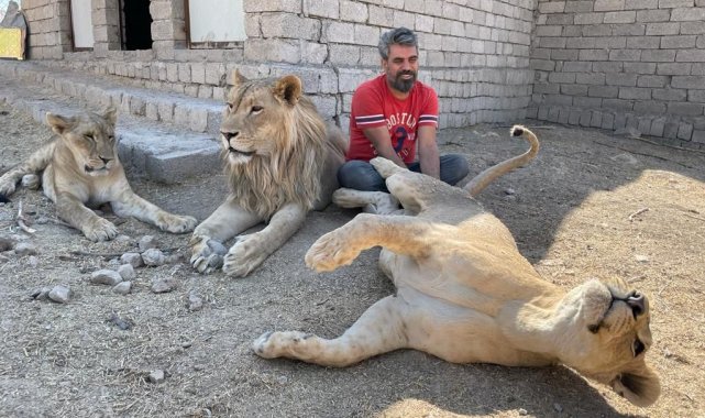 Aslan terbiyecisi Akbey, 3 aslanına yavrusu gibi bakıp eğitti