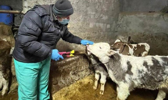 Aslanapa'da büyükbaş hayvanlarda küpeleme ve aşılama çalışması