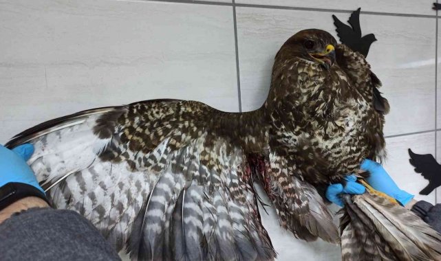 Av Koruma Ekibi yaralı halde buldu