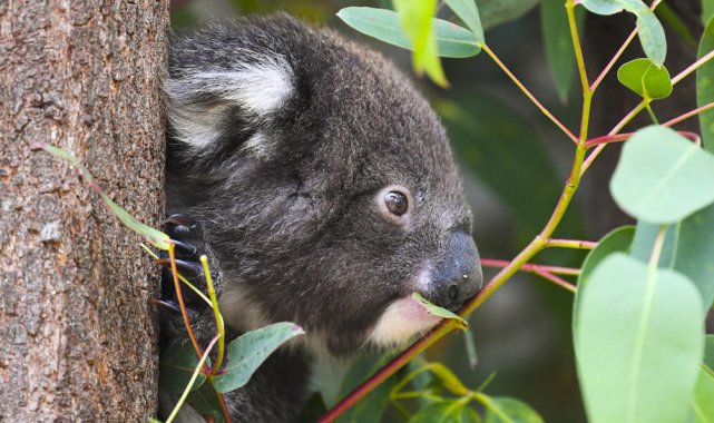 Avustralya koalaları nesli tükenmekte olan hayvanlar listesine aldı