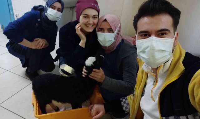 Ayağı kırılan kuzu veteriner bulunamayınca devlet hastanesinde tedavi edildi