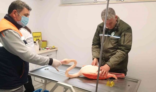 Ayağı kırılınca mahsur kalan flamingo için seferber oldular