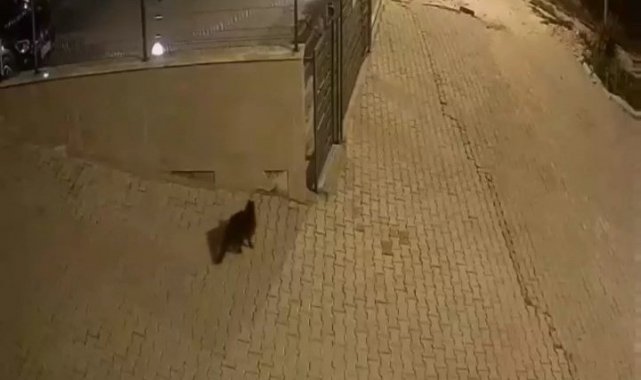 Ayakkabı hırsızı kedi çıktı