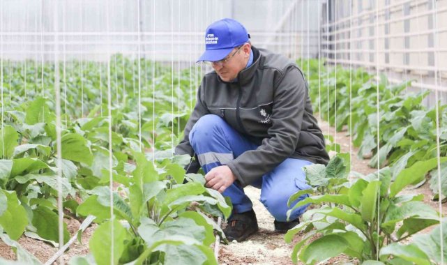 Aydın Büyükşehir'in seralarında Ata Tohumları'yla üretim devam ediyor