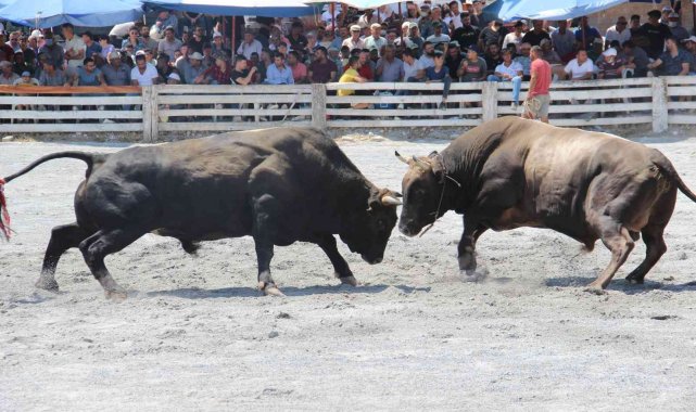 Aydın'da boğa güreşi takvimi belirlendi