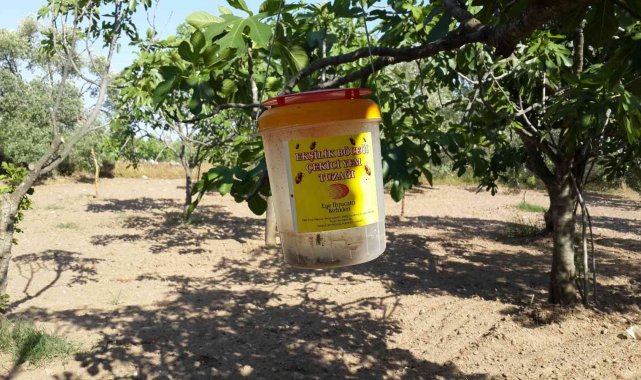 Aydın&#039;da ekşilik böceği ile mücadele devam ediyor