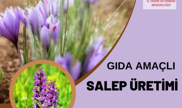 Aydın'da gıda amaçlı salep üretimi yapılabilecek