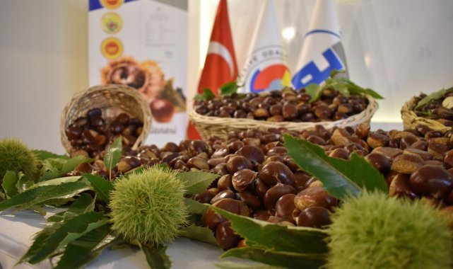 Aydın'da Kestane Çalıştayı için geri sayım başladı