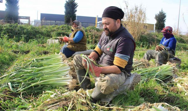 Aydın'da pırasa hasadı başladı, üreticiler de aracılardan dert yandı