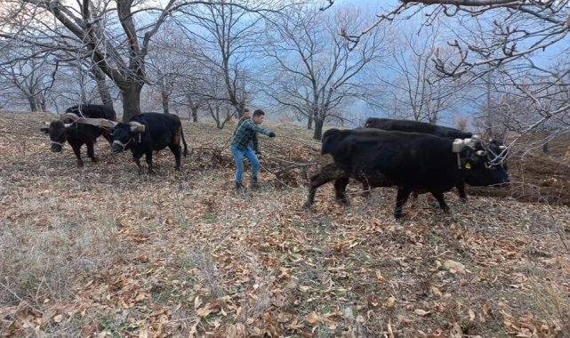 Aydın'da soğuklar bitti, tarım alanlarında çalışmalar başladı