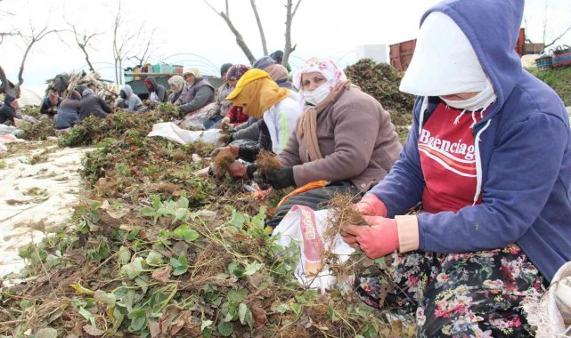 Aydın'da tarım işçileri ödeneği Türkiye ortalamasının altında kaldı