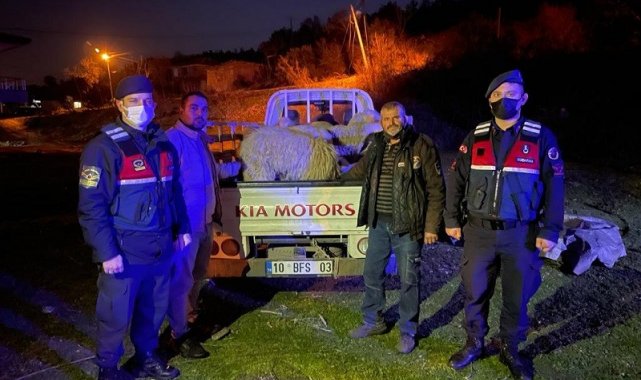 Ayvalık'ta koyun hırsızlarına jandarma dan kaçamadı
