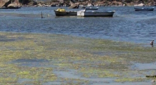 Bafa Gölündeki  kirlilik milletvekili Mürsel Alban tarafından meclise taşındı.