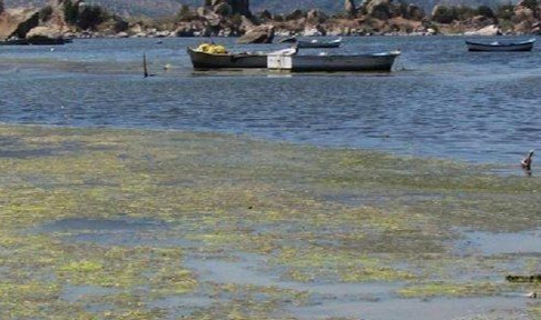 Bafa Gölündeki  kirlilik milletvekili Mürsel Alban tarafından meclise taşındı.