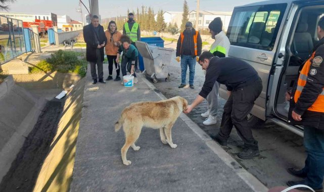 Bafra Belediyesi ve gönüllüler sokak hayvanlarını besledi