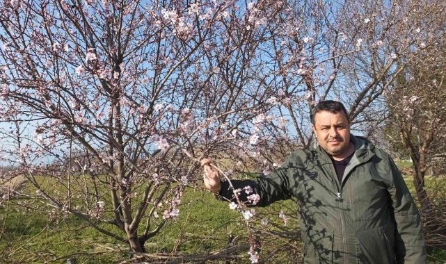 Balıkesir'de bademler çiçek açtı