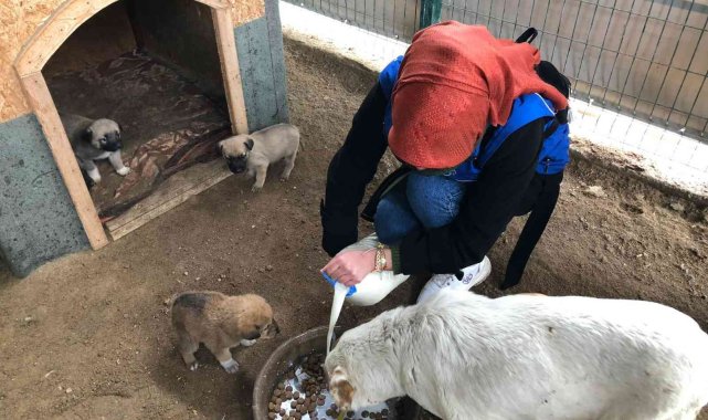 Barınaktaki köpekleri gençler elleriyle besledi