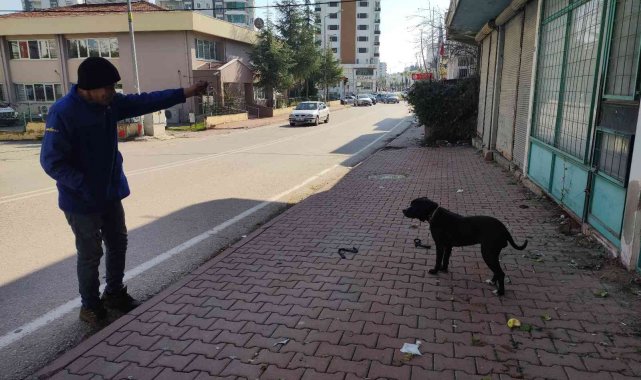 Başıboş pitbullu çamaşır ipiyle bağladı, yoldan geçenler oyun oynadı