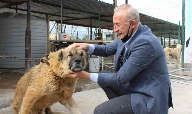 Başkan Atabay&#039;ın can dostlar için yeni projesi hayata geçiyor