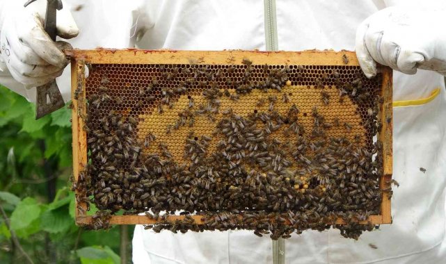 Başkan Çifçi: "Bal ihracatı son dönemde çok arttı"