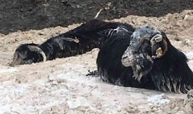 Bataklığa saplanan 15 keçiden 1'i telef oldu