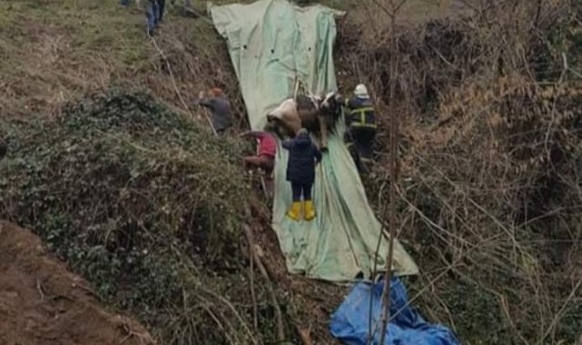 Bataklığa saplanan inek kurtarıldı