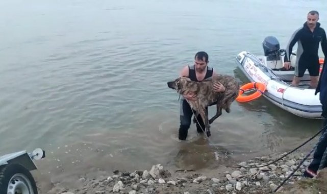 Batman Çayında mahsur kalan köpek kurtarıldı